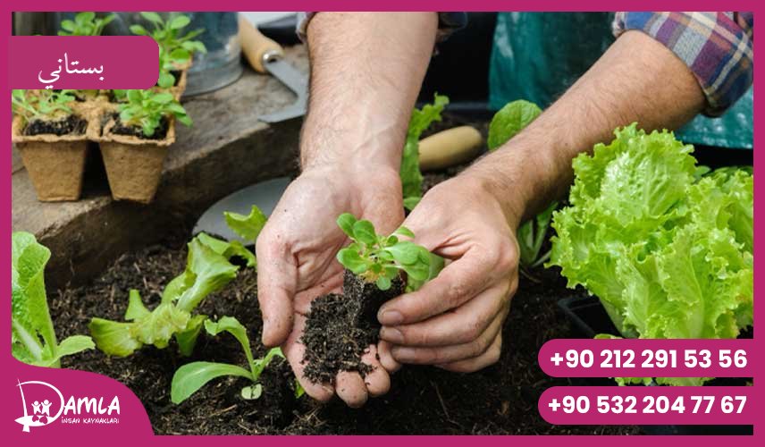 بستاني Hizmeti